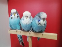 Bebek Show Jumbo Muhabbet Kuşlar