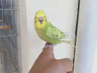 Rengarenk muhabbet kuşu yavrular