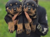 Rottweiler bebeleri
