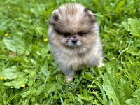 Pomeranian leopard rengi