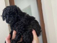 TOY POODLE YAVRULAR BANDIRMA