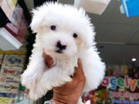 TESLİME HAZIR MALTESE