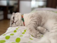 Çok uysal scottish fold