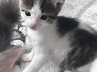 Tekir kedimiz