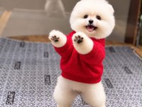 Sağlık Ve Irk Garantili Pomeranian