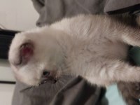 3 aylık scottish fold