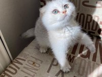 Kendini deli gibi sevdiren scottish fold yavrularım