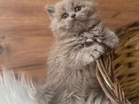 British shorthair ve scottish fold yavru köpeklerimiz