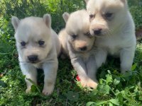 Mavi Gözlü Husky Yavruları