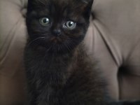 Scottish Fold Ve British Yavru