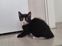Sahiplendirme Kedilerimiz