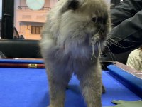 British slonghair casper yeni sahibini bekliyor