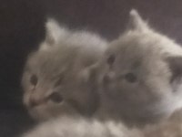 British Shorthair 3 Yavrumuza Yeni Sahip