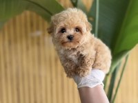 Maltipoo Referans Yavrumuz