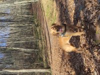 11 Aylık Safkan Golden Retriever