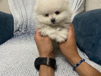 Pomeranian bebekler orginal çanta boy