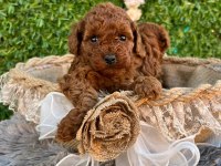 Irk ve sağlık garantili poodle