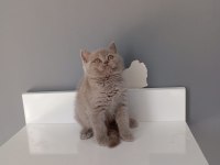 Saf Kan British Shorthair Yavrularımız