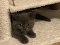 British shorthair ve scottish fold yavru kediler