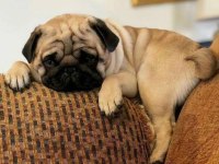 1 yaşında pug köpeğimiz