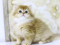 Gülen British Longhair Tostikler