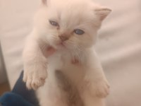 British longhair ve shorthair bluepoint
