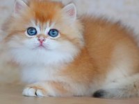 Oyuncak Bebek Golden British Longhair 