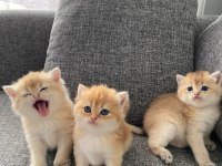 yavru british shorthair kediler