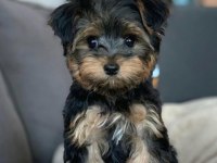 Yorkshire terrier yavrularımız