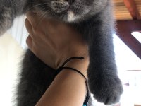 2 aylık dişi british shorthair