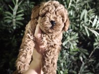 Toy poodle BEBEKLER