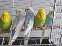 5 Adet 2 Aylık Muhabbet Kuşu Yavru