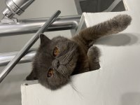 Sahiplendirme scottish fold kedimiz