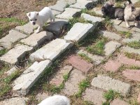 Chihuahua sevimli köpekler