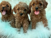 ZİYARETE AÇIK ERKEK DİŞİ POODLE BEBEKLER 