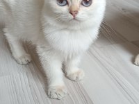 Bursa golden point british shorthair bebekler