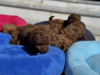 Wc eğitimli aşılı pasaportlu toy poodle 