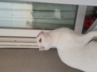 Scottish fold yavrumuza güzel bakacak kişiler