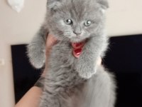 Scottish fold