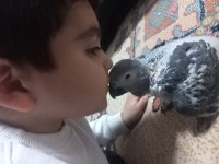 Yavru Jako Papağanı 6 Aylık