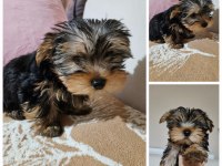 Son erkek yorkshire terrier yavrumuz tam teacup