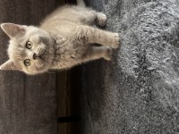 British shorthair erkek yavru