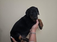 Doberman Yavru