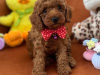 Boy kilo garantili saf kan toy poodle
