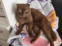 Ücretsiz scottish fold kedisini sahiplendirme