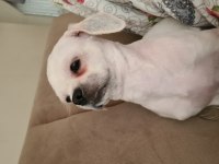 11 Aylık Shih Tzu