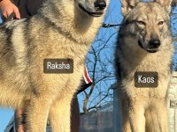 Czechoslovakian Wolfdog (Çekoslavak Kurdu)
