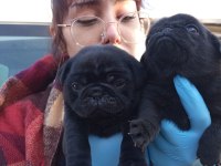 SIYAH BLACK PUG YAVRULARIMIZ