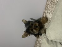 Tek kaldı dişi safkan yorkshire terrier