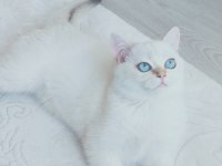 9 aylık british shorthair safkan golden blue point beyaz